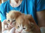 Ezzra & baby's available - Persian Cat For Sale - 