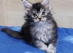 Karmen - Maine Coon Cat For Sale - Miami, FL, US