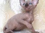 Olympus - Sphynx Cat For Sale - Norwalk, CT, US