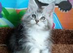 Romantic - Maine Coon Cat For Sale - Miami, FL, US