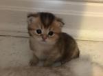 Black Golden Ticked boy - Scottish Fold Cat For Sale - Brooklyn, NY, US