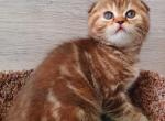 Candy - Scottish Fold Cat For Sale - Hollywood, FL, US