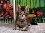 Zorislav - Maine Coon Cat For Sale - Miami, FL, US