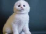 Pokemon - Scottish Fold Cat For Sale - Hollywood, FL, US