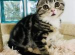 Kenzo - Scottish Fold Cat For Sale - Hollywood, FL, US