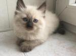 Johnny Depp - Siberian Cat For Sale - Norwalk, CT, US