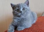 Bublik - British Shorthair Cat For Sale - Miami, FL, US