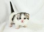 Jax - Munchkin Cat For Sale - Ava, MO, US