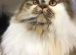 MINNIE MOUSE - Ragamuffin Cat For Sale/Service - Brookings, OR, US