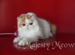 Iriska - Persian Cat For Sale - Yucca Valley, CA, US