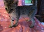 Savannahkins non standard long leg - Savannah Cat For Sale - FL, US