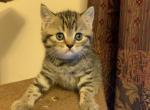 Shyrik - Scottish Straight Cat For Sale - Philadelphia, PA, US