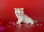 Cloney - Exotic Cat For Sale - Yucca Valley, CA, US