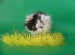 Picasso - Persian Cat For Sale - Yucca Valley, CA, US