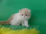 Sandra - Persian Cat For Sale - Yucca Valley, CA, US