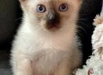 Toybob boy Finley - Siamese Cat For Sale - ID, US