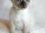 Toybob girl Ariel - Siamese Cat For Sale - ID, US