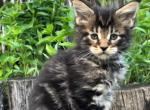 Hayder - Maine Coon Cat For Sale - Miami, FL, US