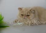 Bellagio - Persian Cat For Sale - Yucca Valley, CA, US