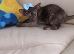 Fibi - Oriental Cat For Sale - Norwalk, CT, US