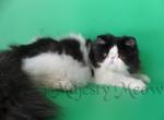 Romeo - Persian Cat For Sale - Yucca Valley, CA, US