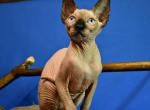 Kleopatra - Sphynx Cat For Sale - Norwalk, CT, US