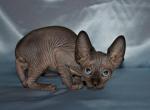 Kasper - Sphynx Cat For Sale - Norwalk, CT, US