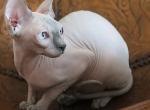 Whiskey - Sphynx Cat For Sale - Norwalk, CT, US