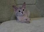 Rafaella - Abyssinian Cat For Sale - Norwalk, CT, US