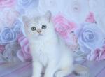 Steve - British Shorthair Cat For Sale - Miami, FL, US