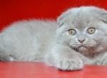 Jake - Scottish Fold Cat For Sale - Hollywood, FL, US