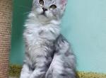 Zarizia - Maine Coon Cat For Sale - Hollywood, FL, US