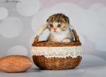 Halwa - Scottish Fold Cat For Sale - Hollywood, FL, US