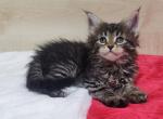 Laura - Maine Coon Cat For Sale - Miami, FL, US