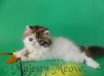 Zelya - Persian Cat For Sale - Yucca Valley, CA, US