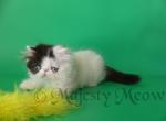 Shimmer - Persian Cat For Sale - Yucca Valley, CA, US