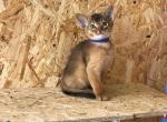 Yoshi - Abyssinian Cat For Sale - Miami, FL, US