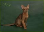 Elisey - Abyssinian Cat For Sale - Miami, FL, US