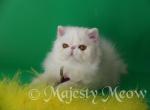 Armannie - Persian Cat For Sale - Yucca Valley, CA, US