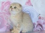 Ulyana - Scottish Fold Cat For Sale - Hollywood, FL, US