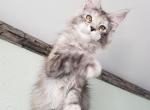 Bogemi - Maine Coon Cat For Sale - Hollywood, FL, US