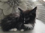 Buffy - Munchkin Cat For Sale - Salem, OR, US