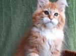 Mikle - Maine Coon Cat For Sale - Miami, FL, US