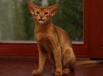 Simona - Abyssinian Cat For Sale - Norwalk, CT, US