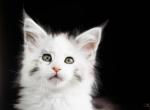 UA Mazurka Victory - Maine Coon Cat For Sale - Brooklyn, NY, US