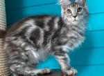 Koketka - Maine Coon Cat For Sale - Hollywood, FL, US