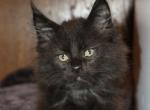 Black Boy - Maine Coon Cat For Sale - Santa Maria, CA, US