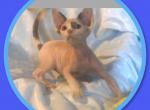 Andrew - Bambino Cat For Sale - FL, US