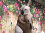 Adel - Sphynx Cat For Sale - Norwalk, CT, US