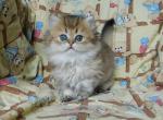 El Gato - Scottish Fold Cat For Sale - Hollywood, FL, US